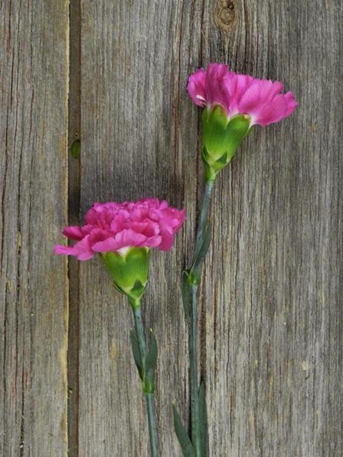 TIEPOLO FUCHSIA CARNATIONS